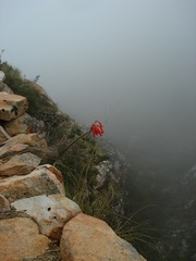 Cyrtanthus angustifolius