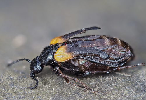 flame-shouldered blister beetle