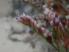 Limonium