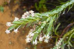 Struthiola hirsuta