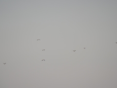 Chroicocephalus cirrocephalus