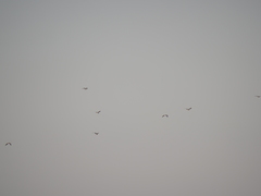 Chroicocephalus cirrocephalus