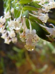 Struthiola hirsuta