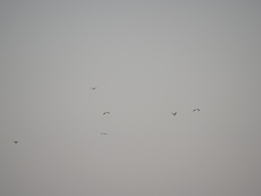 Chroicocephalus cirrocephalus