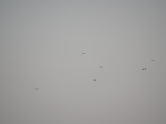 Chroicocephalus cirrocephalus