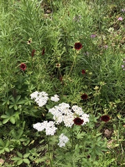 Potentilla thurberi
