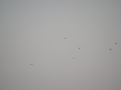 Chroicocephalus cirrocephalus