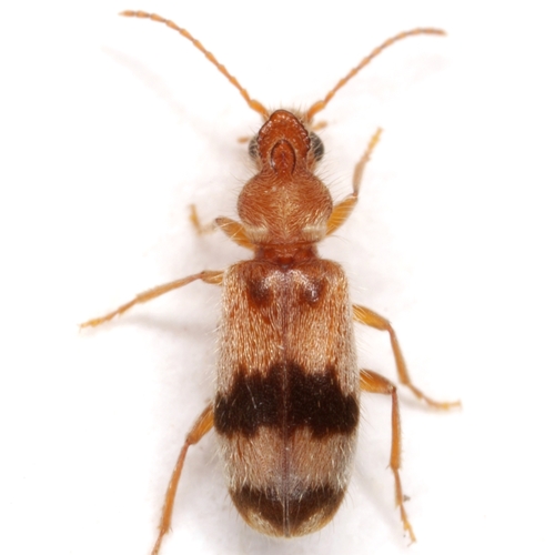 Notoxus calcaratus Horn, 1884