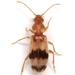 Notoxus calcaratus - Photo (c) Mike Quinn, Austin, TX, some rights reserved (CC BY-NC), uploaded by Mike Quinn, Austin, TX