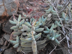 Crassula grisea
