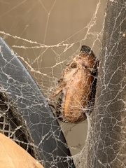 Cyclocephala borealis