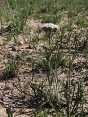 Corymbium villosum