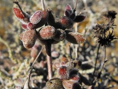 Crassula ammophila
