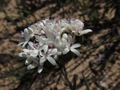 Corymbium villosum