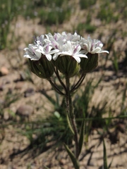 Corymbium villosum