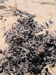 Crassula ammophila