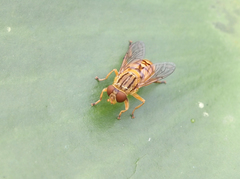 Parhelophilus divisus