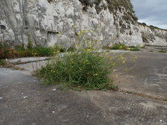 Diplotaxis tenuifolia