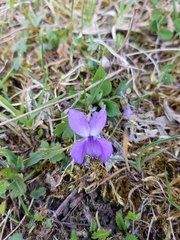 Viola