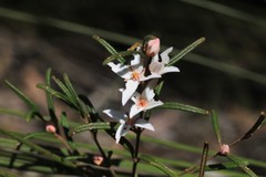Boronia hapalophylla