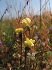 Disperis villosa