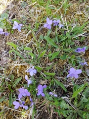 Viola