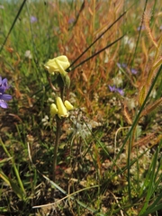 Disperis villosa