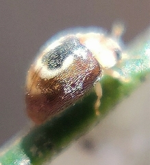 Clitostethus arcuatus