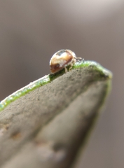 Clitostethus arcuatus