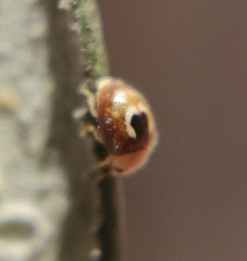 Clitostethus arcuatus