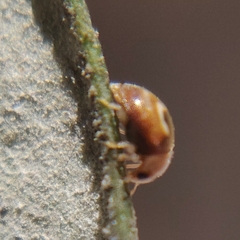 Clitostethus arcuatus