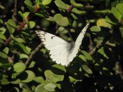 Belenois gidica abyssinica