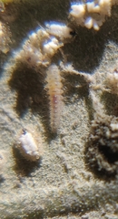 Clitostethus arcuatus