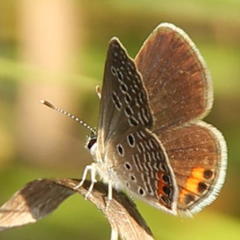 Freyeria trochylus