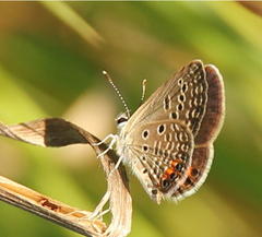Freyeria trochylus