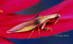 Paragreuocoris