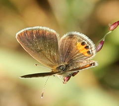 Freyeria trochylus