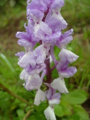 Orchis laeta