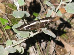 Cymothoe alcimeda alcimeda
