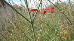 Gambelia juncea