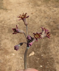 Tulbaghia capensis