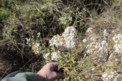Stevia jaliscensis
