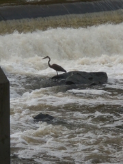 Ardea herodias