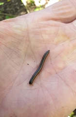 Spirobolellus antipodarus