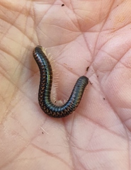 Spirobolellus antipodarus