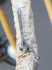 Pseudagrion furcigerum