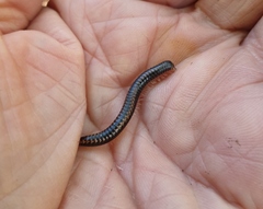 Spirobolellus antipodarus