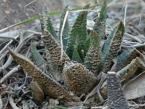 Haworthiopsis scabra
