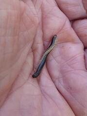 Spirobolellus antipodarus