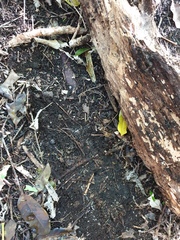 Spirobolellus antipodarus